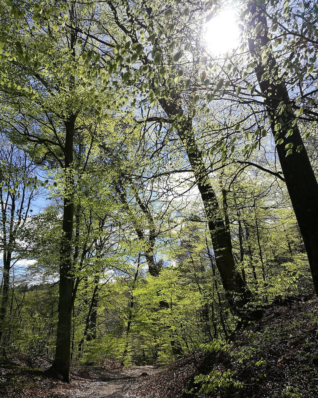 Gamle bøgetræer i Velling Skov