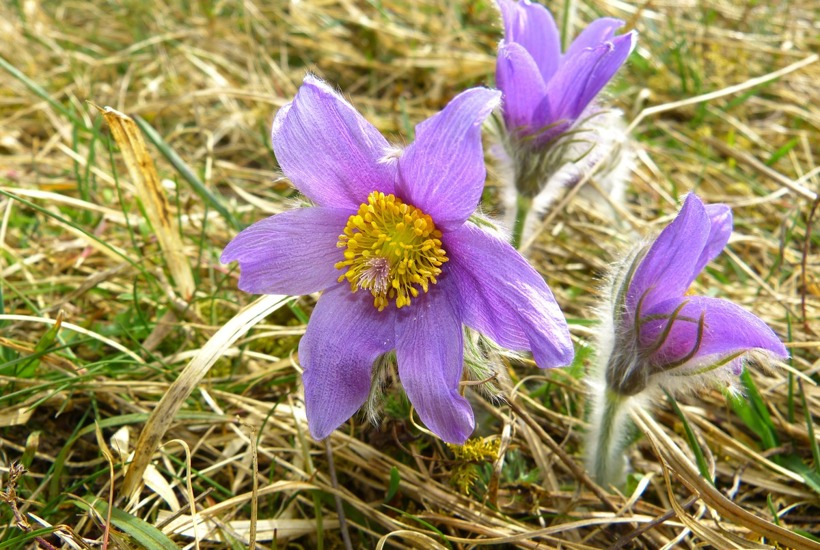 Ulovligt at grave planter op: Alligevel er flere sjældne planter stjålet
