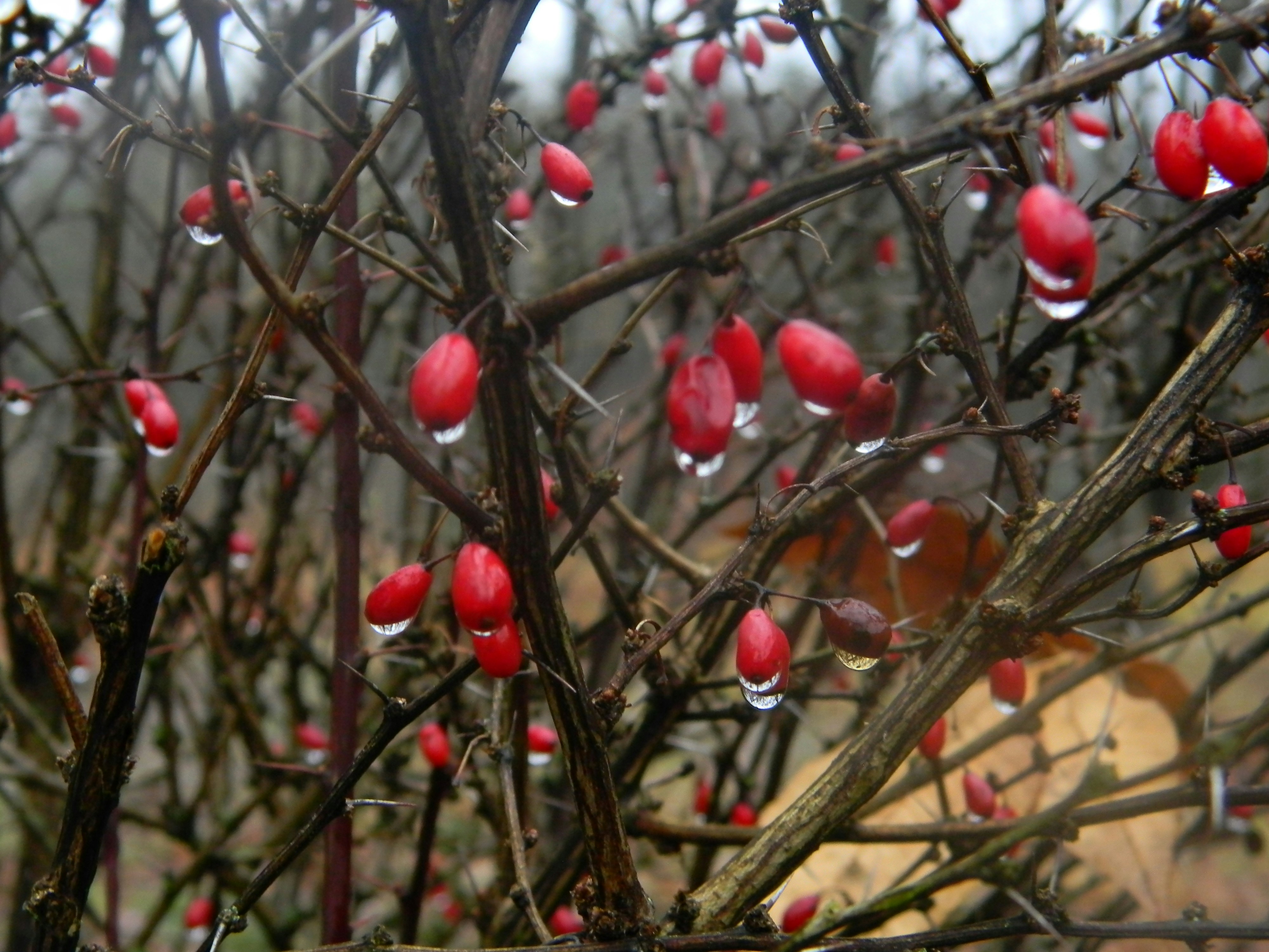 1) Efterlad føde og vand til småfugle