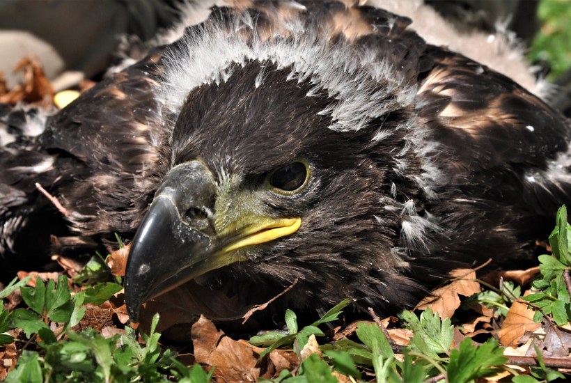 Ny enhed bør efterforske natur- og miljøkriminalitet - og straffe hårdere