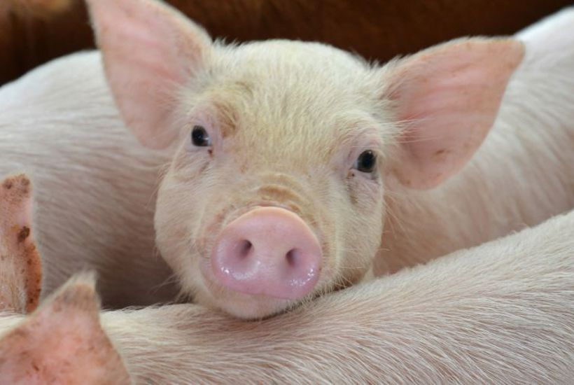 Kommuner vil sige stop til flere svin – men loven spænder ben