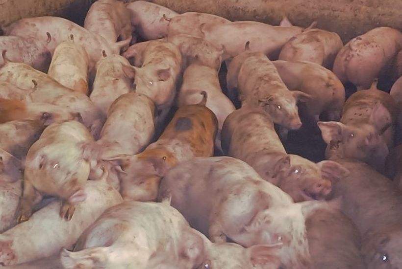 Myndigheder får hård kritik: Kontrollen med svinestalde svigter 