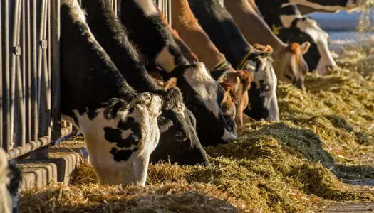 Hvad er en CO2-afgift?