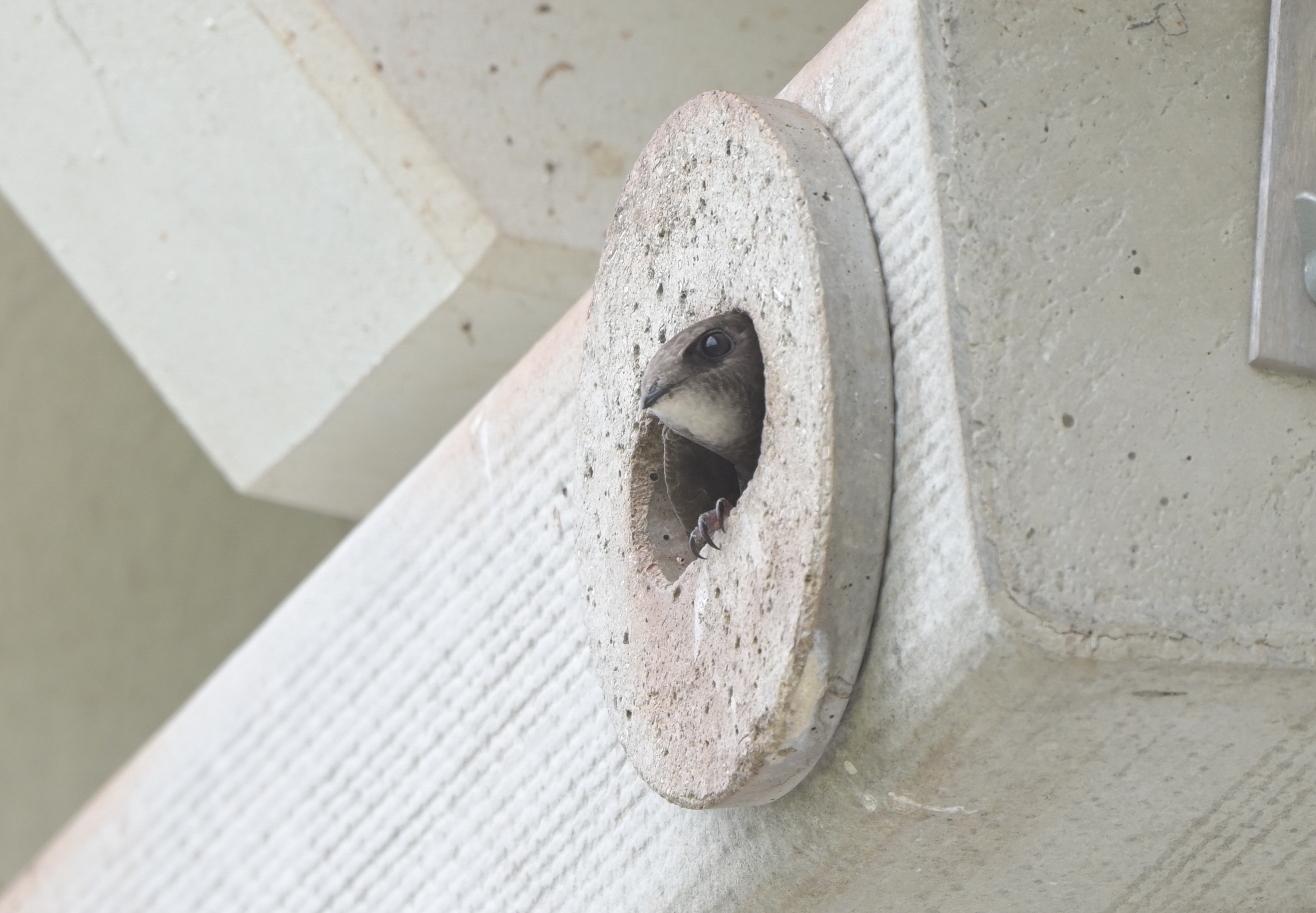 ToDo