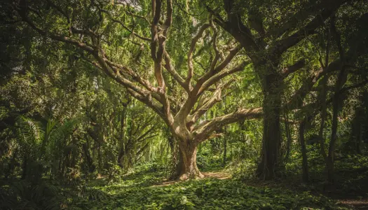 DN: Træ skal produceres efter naturnære principper