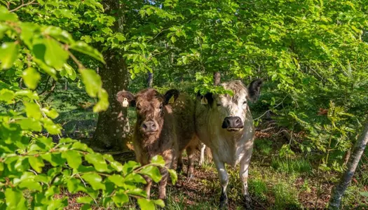 Truet sommerfugl trives i Aalborgs kommende naturparadis