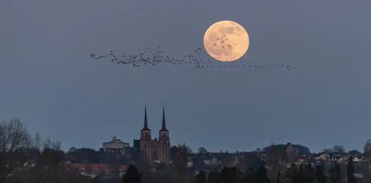Sådan påvirker lysforurening planter, dyr og havmiljø