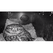 Danmarks mest truede ugle har fået unger