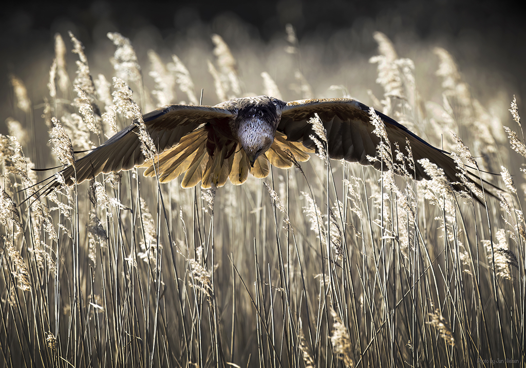 Det koster milliarder at genoprette Danmarks natur