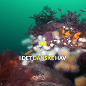 Video: Sådan får vi livet tilbage i det danske hav