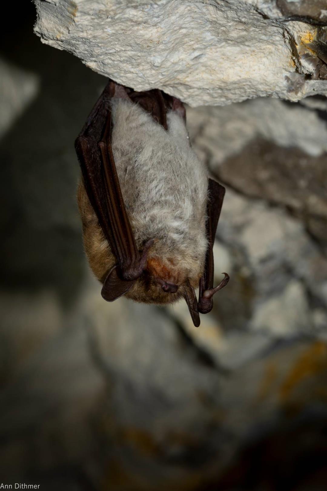 Flagermusdetektortur ved Nørre Sø ved Borgvold – International Bat Night