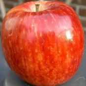 Pres æblesaft i Frugtlunden