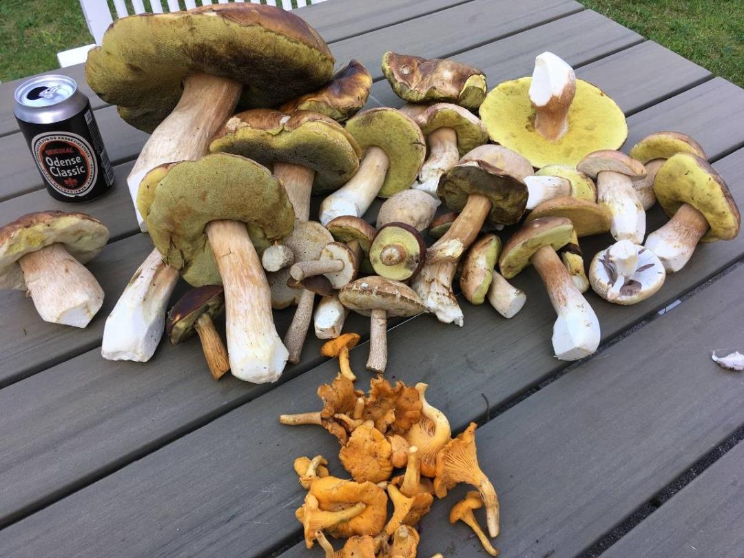Svampetur til Svanninge Bjerge
