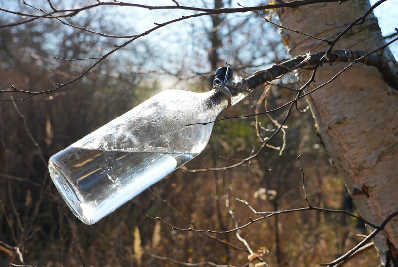 Video: Sådan laver du din egen birkesaft