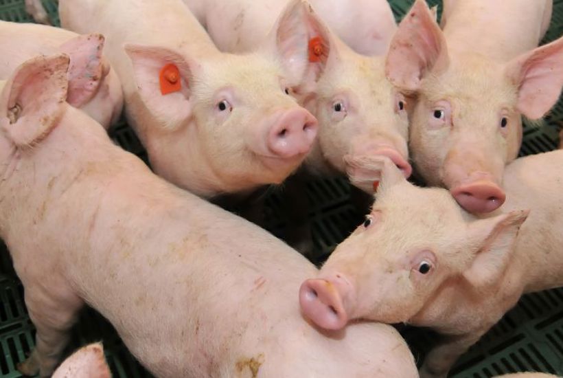 Journalist undercover i svinestald: Et ufiltreret kig ind i horrible forhold