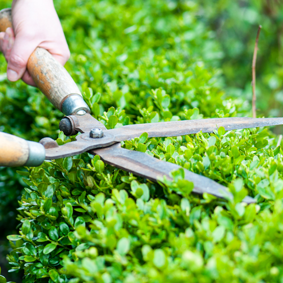  1) Vent med at beskære hække og buske til efteråret