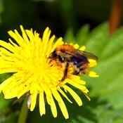 Regeringen kæmper for sprøjtegift, der dræber vilde bier
