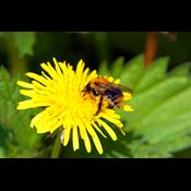 Regeringen kæmper for sprøjtegift, der dræber vilde bier