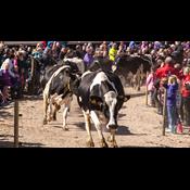 Sådan støtter du omlægning til økologi