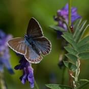 6 trin til flere sommerfugle i din have