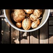 Kartofler bliver sprøjtet 13 gange om året