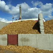 Hvad er biomasse? Og hvorfor løser det ikke vores klimaproblemer?