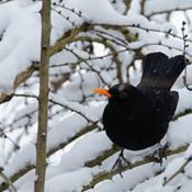  Hjælp fuglene mod kulden