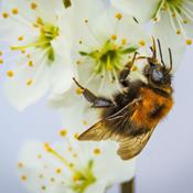 Ny regering svigter Danmarks trængte bier