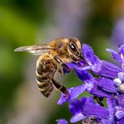 Videnskabeligt forsøg: Roundup kan gøre bier syge