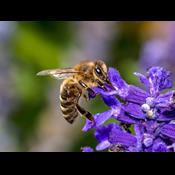 Videnskabeligt forsøg: Roundup kan gøre bier syge