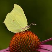 Lav et sommerfuglebed i haven