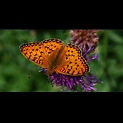 Biodiversitetsbarometer 2017: Vurdering af Danmarks indsats for biodiversitet