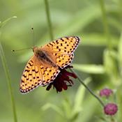 Tusindvis af haveejere kommer sommerfuglene til undsætning