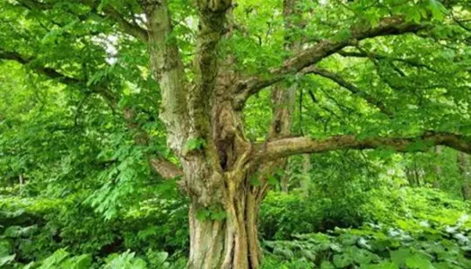 1) Vælg danske træer og buske