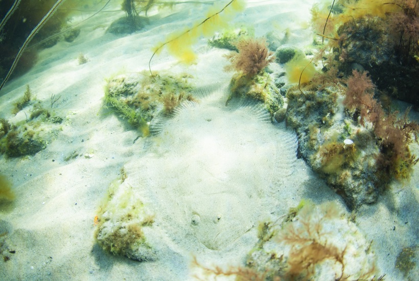 Politikere skal svare ja eller nej til trawlforbud i beskyttet hav 