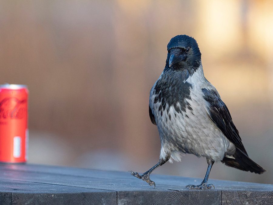 Fantastiske skabninger: Klog som en krage