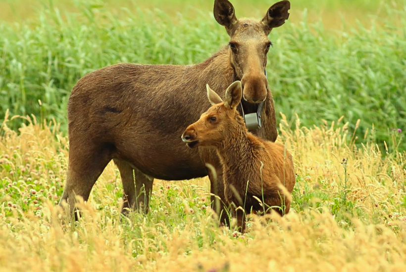 Elgene kommer til Gribskov 