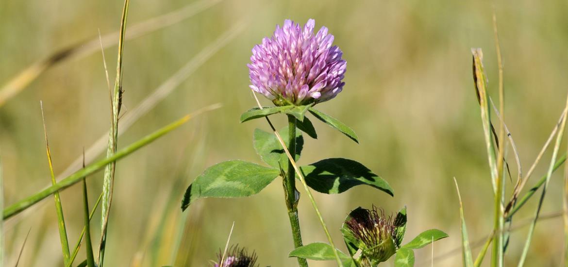 2) Hav hellere mange slags planter – end mange af den samme slags