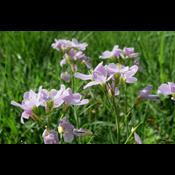 6 tips til en vild blomsterhave