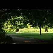 Fredninger skal sikre byernes parker