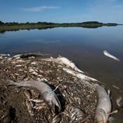 Fiskedød i Filsø skyldtes organisk materiale