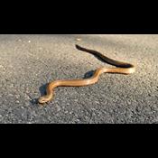 2 slanger der spøger i Danmark