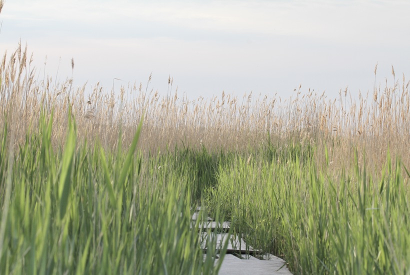 Ny naturlov bliver en realitet