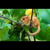 Ildsjæle kæmper for at redde hasselmusen