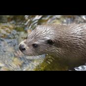 Kommune vil redde odderne fra trafikdrab: Det kan kun gå for langsomt