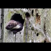 Den truede skovmår trives i Holstebros skove