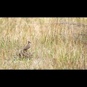 Byggeri jager lærker væk fra Lærkesletten på Amager Fælled