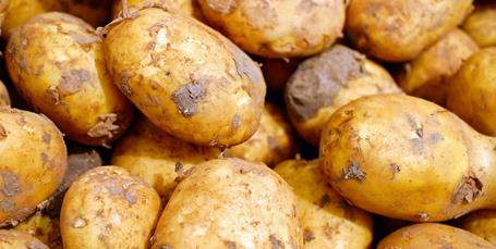 Trods EU-forbud: Danske kartoffelavlere må igen bruge farlig sprøjtegift