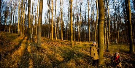 Ny begravelsestrend: Skoven kan blive dit sidste hvilested