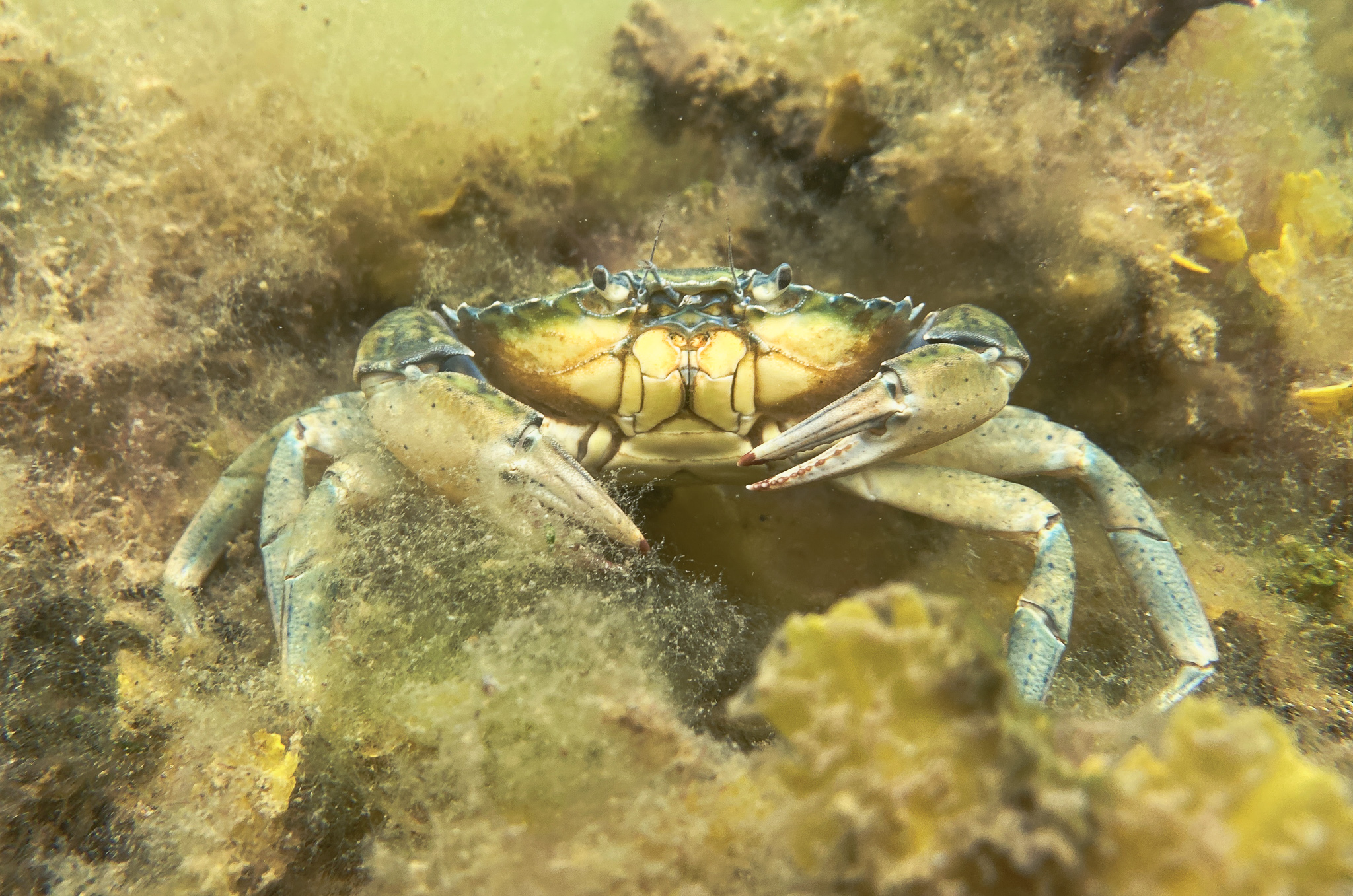 Krabbe i fedtemøg.jpg